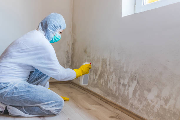 Licensed Attic Mold Remediation service in Springfield, GA - 24 Hour Mold Removal