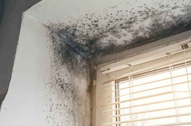 Affordable Attic Mold Remediation solutions in Springfield, GA
