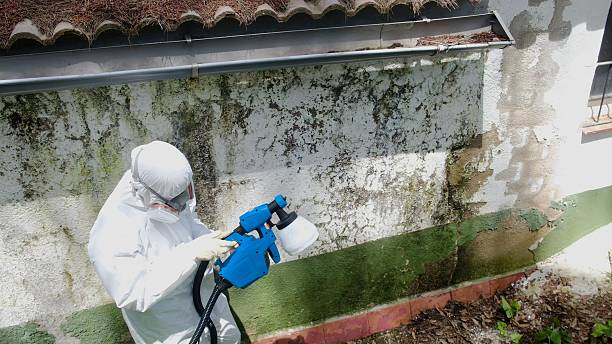 Top rated local Attic Mold Remediation specialists in Springfield, GA